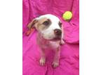 Adopt Snap a Mixed Breed