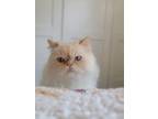 Adopt Lily-Rose a Persian