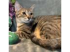 Adopt Queenie Dee 9139 a Domestic Short Hair