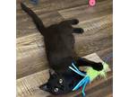 Adopt Josie Junction A8711 a Domestic Short Hair