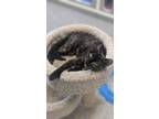 Adopt Dixie a Domestic Short Hair