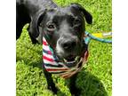 Adopt Fiona a Black Labrador Retriever, Mixed Breed