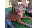Adopt Savvy a Pit Bull Terrier