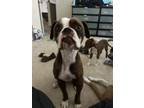 Adopt Quinn a Boxer, Mixed Breed