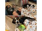 Adopt Penelope a Beagle, Mixed Breed