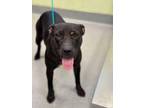 Adopt Gwen a Pit Bull Terrier, Mixed Breed