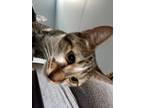 Adopt Nova a Domestic Short Hair