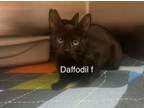 Adopt Daffodil a Domestic Short Hair