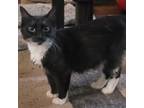 Adopt Minnie Storm-AR a Domestic Medium Hair