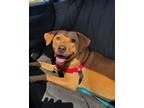 Adopt Stevie a Labrador Retriever