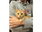 Adopt Sweet Potato Pie a Tabby, Domestic Short Hair