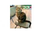 Adopt Daffodil a Domestic Short Hair, Tabby