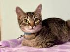 Adopt Macaroni a Domestic Short Hair, Tabby
