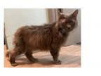 Adopt Smokey a Domestic Long Hair