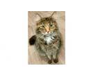 Adopt Jasmen a Domestic Long Hair, Domestic Short Hair