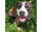 Adopt Nalaboo a American Staffordshire Terrier, Mixed Breed
