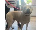 Adopt Alana Banana a Pit Bull Terrier, Boxer