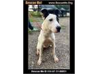 Adopt Zoey a Border Collie, American Staffordshire Terrier