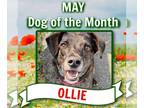 Beagle Mix DOG FOR ADOPTION RGADN-1087739 - Ollie (Noah Alabama) - Terrier /
