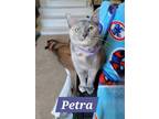 Adopt Petra a Domestic Short Hair