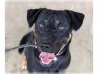 Rottweiler Mix DOG FOR ADOPTION RGADN-1175727 - Arlo - Hound / Rottweiler /
