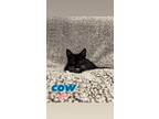 Adopt Cow a Domestic Short Hair