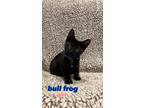 Adopt Bull Frog a Domestic Short Hair