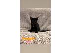 Adopt Badger a Domestic Short Hair