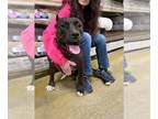 American Pit Bull Terrier DOG FOR ADOPTION RGADN-1300565 - Sierra (2) - American