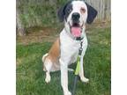 Adopt Missy a Saint Bernard