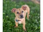 Adopt Scarlett a Dachshund, Mixed Breed