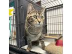 Adopt Talking Tom a Domestic Short Hair