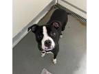 Adopt Maddy / Tulip a Mixed Breed