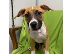 Adopt Sasha a Hound, Boxer
