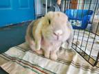 Adopt Tikky and Mimzy a Lop Eared, Dutch