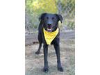 Adopt Raven - Adoptable a Labrador Retriever, Mixed Breed