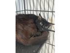 Adopt Regina - Adoptable a Domestic Long Hair