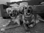 Adopt Bailey a Golden Retriever