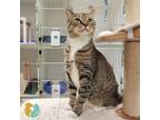 Adopt Lily a Domestic Short Hair