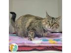 Adopt Gracie a Domestic Short Hair
