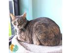 Adopt Miso a Domestic Short Hair
