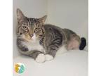 Adopt Hot Dog a Domestic Short Hair