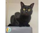 Adopt Precious a Domestic Short Hair