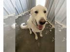 Akbash-Great Pyrenees Mix DOG FOR ADOPTION RGADN-1327914 - ODIE - Akbash / Great