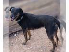 Labrador Retriever Mix DOG FOR ADOPTION RGADN-1327915 - Star - Labrador