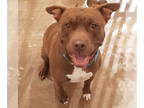 American Staffordshire Terrier Mix DOG FOR ADOPTION RGADN-1327916 - Taz -