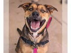 American Staffordshire Terrier-German Shepherd Dog Mix DOG FOR ADOPTION