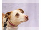 Chow Chow Mix DOG FOR ADOPTION RGADN-1327922 - Jackson - Australian Cattle