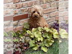Poodle (Miniature) DOG FOR ADOPTION RGADN-1327924 - Sheila - Poodle (Miniature)