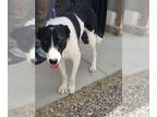 Border Collie-Great Pyrenees Mix DOG FOR ADOPTION RGADN-1327925 - NERO - Border